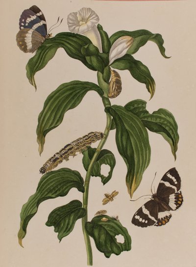 Illustrazione da 