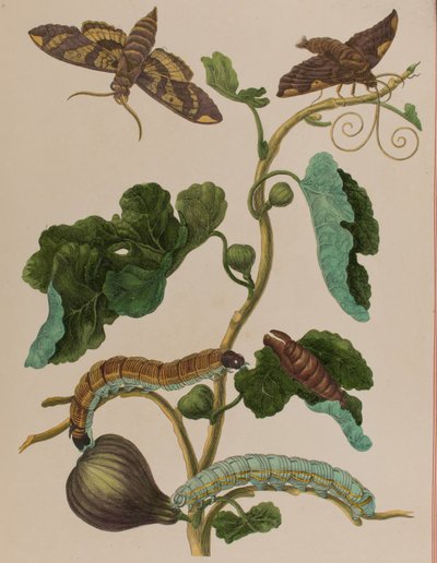 Illustrazione da 