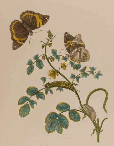 Illustrazione da 