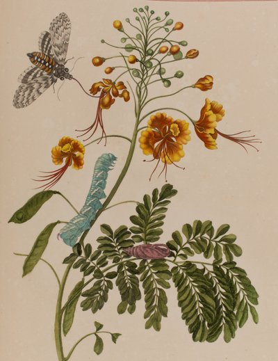 Illustrazione da 