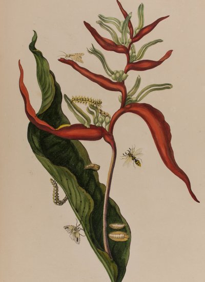 Illustrazione da 