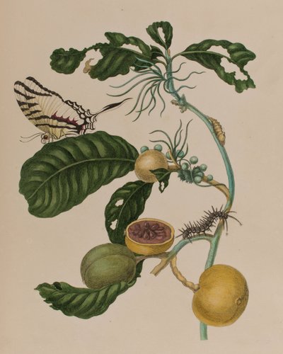 Illustrazione da 