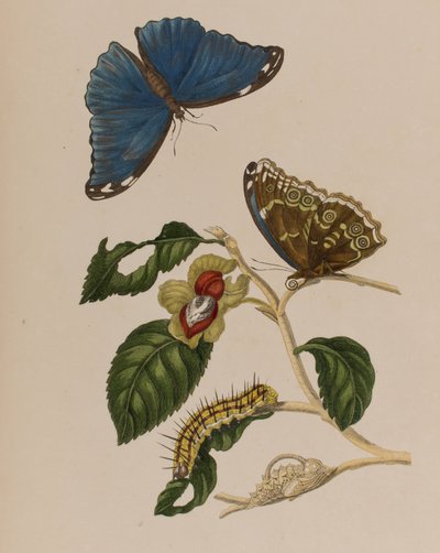 Illustrazione da 