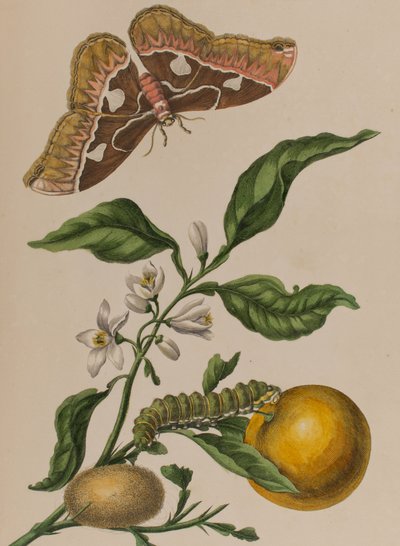 Illustrazione da 