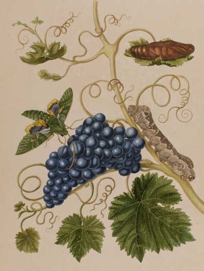 Illustrazione da 