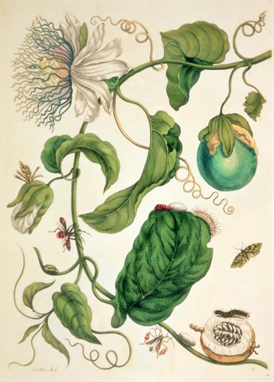 Tavola da 