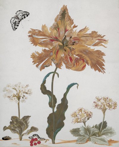 Un Tulipano Pappagallo, Auricole, Ribes Rossi, con una Falena Magpie, il suo bruco e pupa da Maria Sibylla Merian