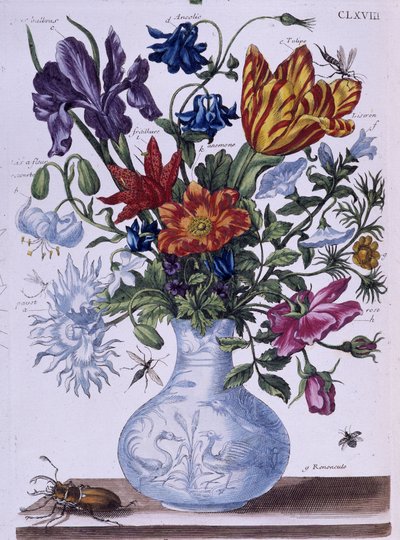 Scarabeo e diversi fiori - dis. di Maria Sibylla Merian, n.d., circa fine XVIII secolo da Maria Sibylla Merian