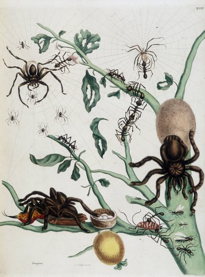Ragni neri su Guajave che si nutrono di formiche o catturano colobritgens nel loro nido in 