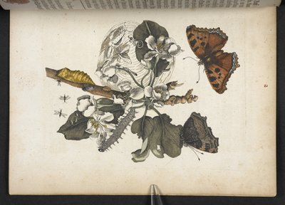 Farfalle, bruchi e bozzolo, da 