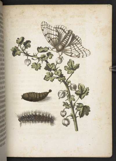 Bruco, bozzolo e farfalla, da 