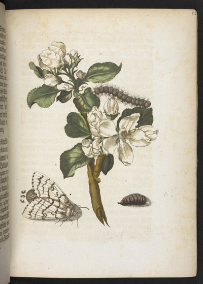 La meravigliosa trasformazione dei bruchi e il loro straordinario nutrimento floreale... da Maria Sibylla Merian