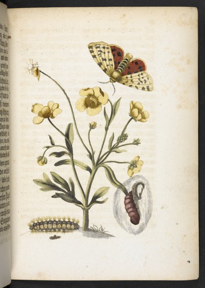 La meravigliosa trasformazione dei bruchi e il loro straordinario nutrimento floreale... da Maria Sibylla Merian