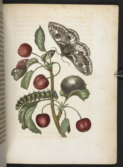 La meravigliosa trasformazione dei bruchi e il loro straordinario nutrimento floreale... da Maria Sibylla Merian
