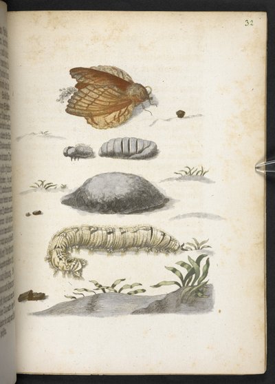 La meravigliosa trasformazione dei bruchi e il loro straordinario nutrimento floreale... da Maria Sibylla Merian