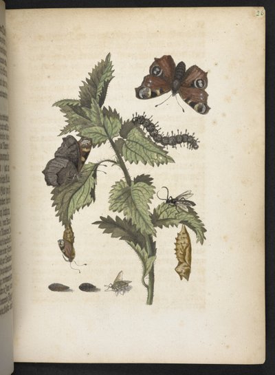 La meravigliosa trasformazione dei bruchi e il loro straordinario nutrimento floreale... da Maria Sibylla Merian