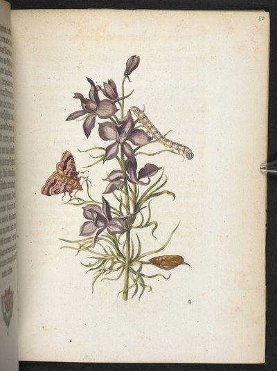La meravigliosa trasformazione dei bruchi e il loro strano nutrimento floreale da Maria Sibylla Merian