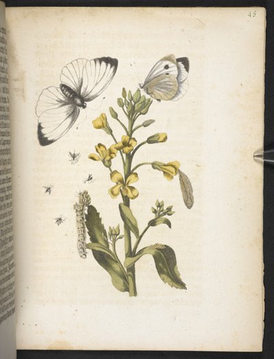 La meravigliosa trasformazione dei bruchi e il loro strano nutrimento floreale da Maria Sibylla Merian