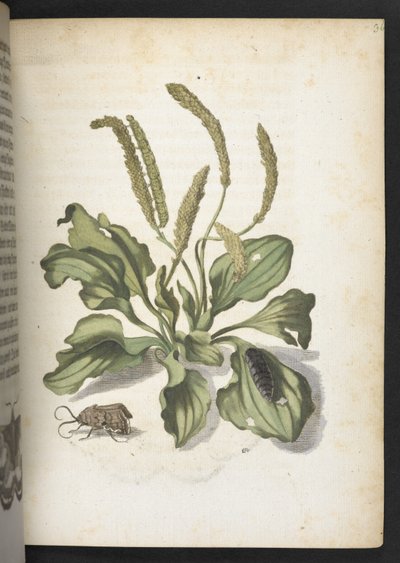 La meravigliosa trasformazione dei bruchi e il loro strano nutrimento floreale da Maria Sibylla Merian