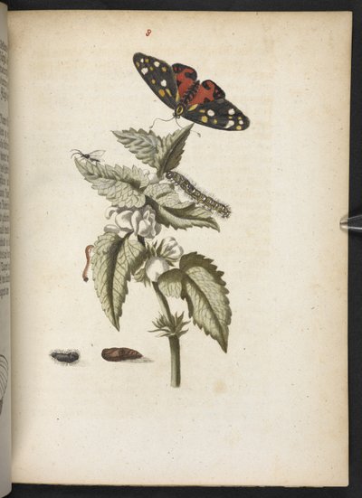 La meravigliosa trasformazione dei bruchi e il loro strano nutrimento floreale da Maria Sibylla Merian