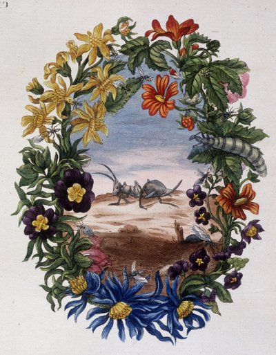 Formica - di Maria Sibylla Merian da Maria Sibylla Merian