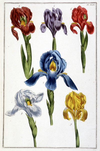 Iris - in “Histoire générale des insects de Surinam et de toute l