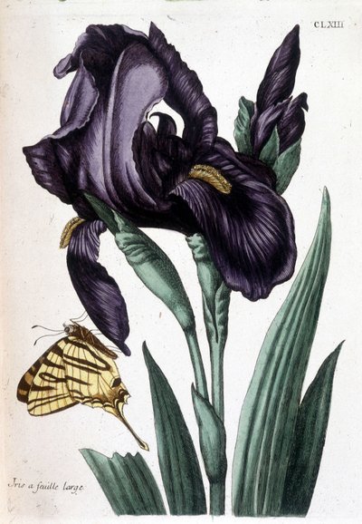 Iris a foglia larga - in 