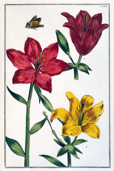 Lys (lis) rosso - in “Histoire générale des insects de Surinam et de toute l