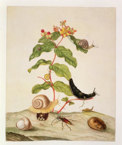 No.1146c Hypericum Baxiforum con lumache e un coleottero, 1695 da Maria Sibylla Merian