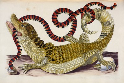 Caimano del Suriname che protegge i suoi piccoli da un serpente corallo da Maria Sibylla Merian