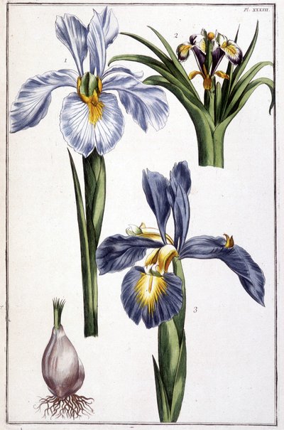 Immagine sconosciuta da Maria Sibylla Merian