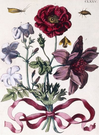 Vari insetti e fiori europei da Maria Sibylla Merian