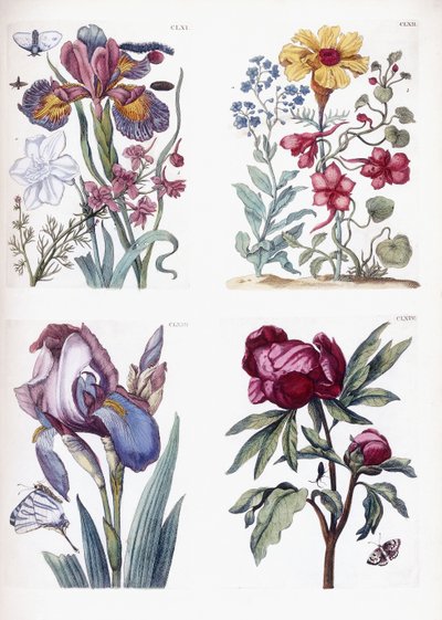 Vari insetti e fiori europei da Maria Sibylla Merian