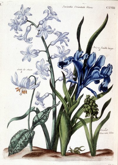 Giacinto orientale bianco, iris a foglia larga, dente di cane, muscari blu grande - in “Histoire générale des insects de Surinam et de toute l