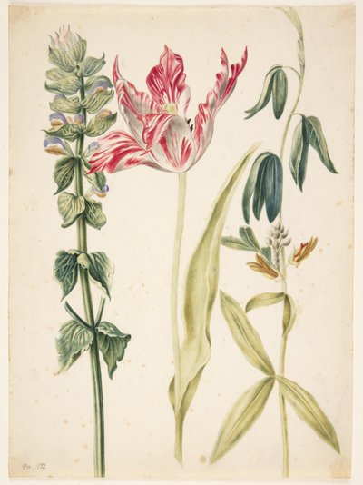 3 fiori, al centro un tulipano da Maria Sibylla Merian
