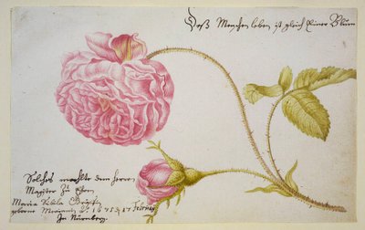 Foglio d