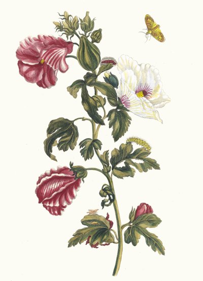 Althea. Dal Libro Metamorphosis insectorum Surinamensium da Maria Sibylla Merian