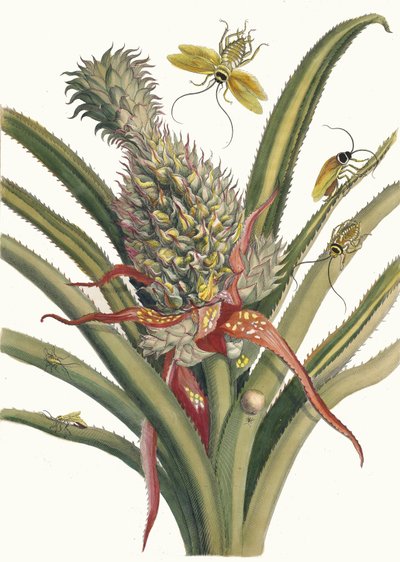 Ananas. Dal libro Metamorphosis insectorum Surinamensium, 1705 da Maria Sibylla Merian