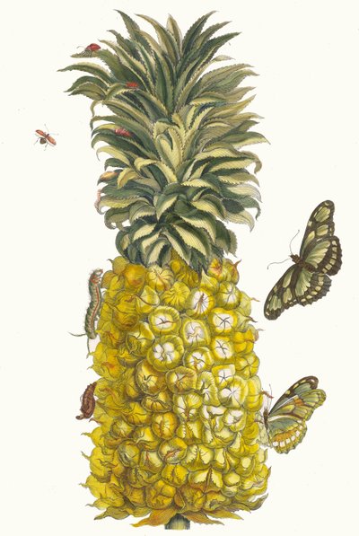 Ananas mur. Dal libro Metamorphosis insectorum Surinamensium, 1705 da Maria Sibylla Merian