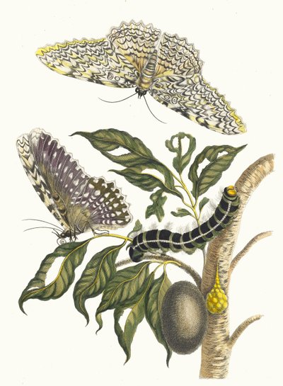 Arbre de gomme-gutte. Dal Libro Metamorphosis insectorum Surinamensium, 1705 da Maria Sibylla Merian