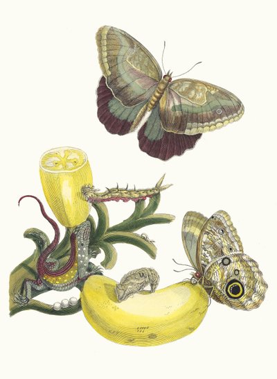 Baccores. Dal libro Metamorphosis insectorum Surinamensium, 1705 da Maria Sibylla Merian