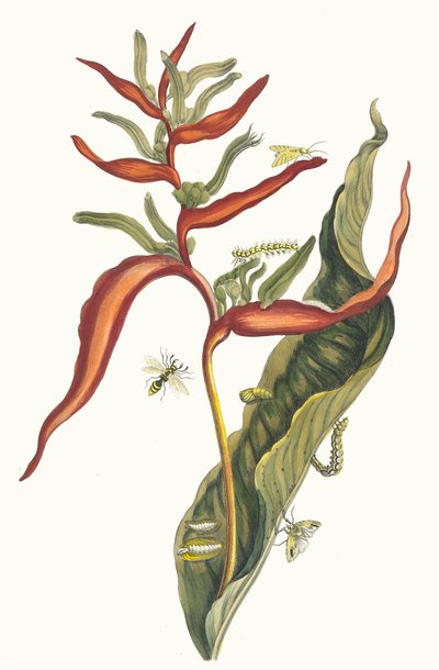 Ballia. Dal libro Metamorphosis insectorum Surinamensium, 1705 da Maria Sibylla Merian