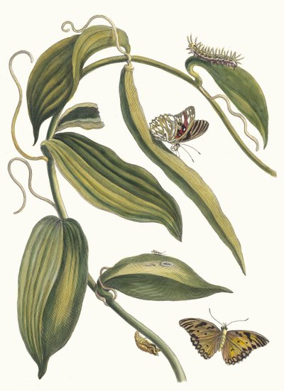 Banille. Dal libro Metamorphosis insectorum Surinamensium, 1705 da Maria Sibylla Merian