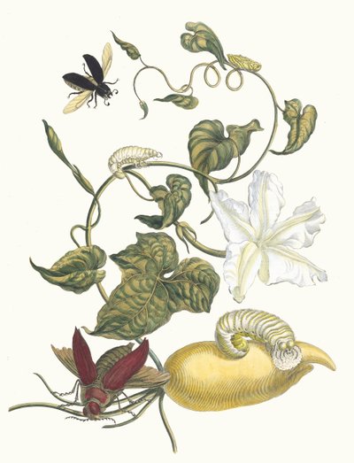 Battattes. Dal Libro Metamorphosis insectorum Surinamensium da Maria Sibylla Merian