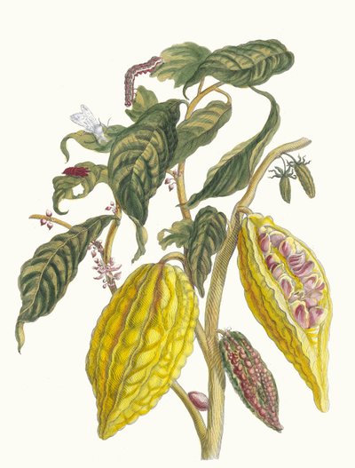 Cacao. Dal libro Metamorphosis insectorum Surinamensium da Maria Sibylla Merian