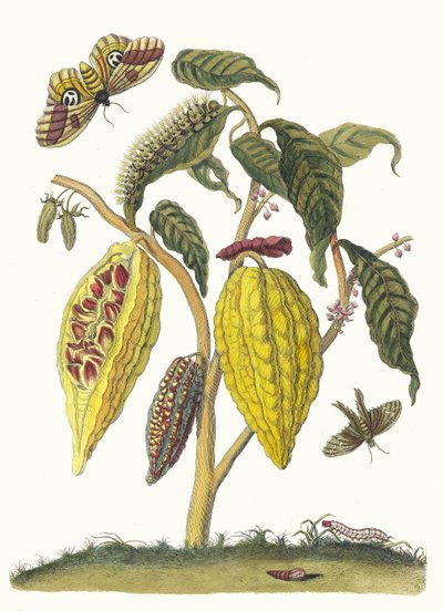 Cacao. Dal libro Metamorphosis insectorum Surinamensium, 1705 da Maria Sibylla Merian