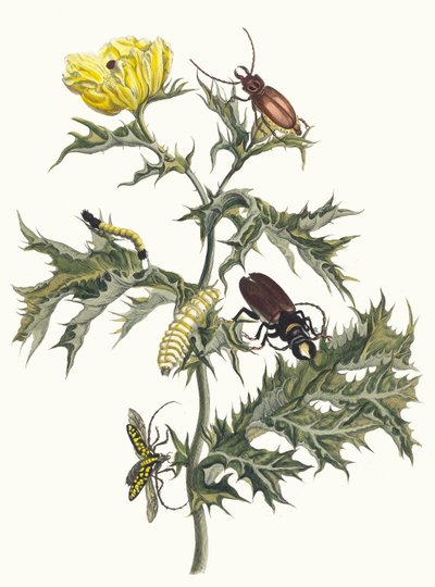 Carduus spinosus. Dal libro Metamorphosis insectorum Surinamensium, 1705 da Maria Sibylla Merian