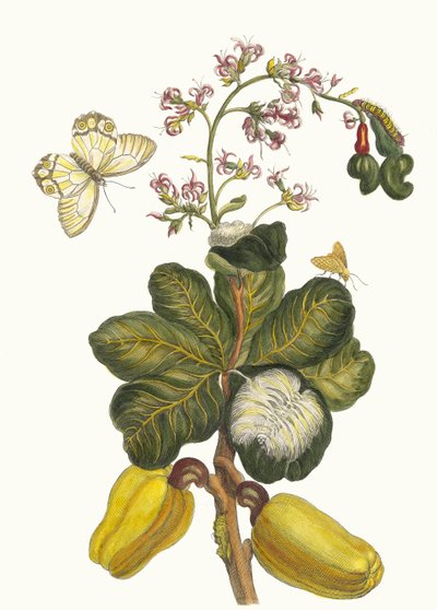 Caschou. Dal libro Metamorphosis insectorum Surinamensium, 1705 da Maria Sibylla Merian
