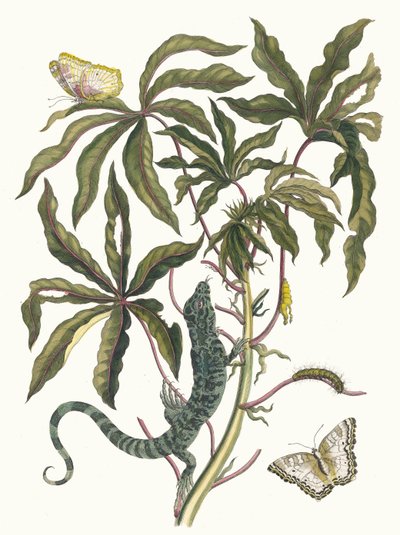 Cassava. Dal libro Metamorphosis insectorum Surinamensium, 1705 da Maria Sibylla Merian