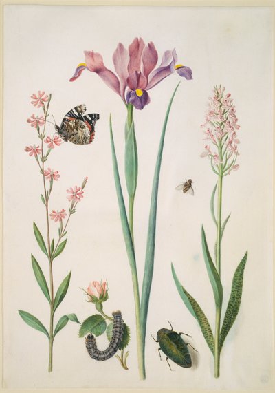  da Maria Sibylla Merian